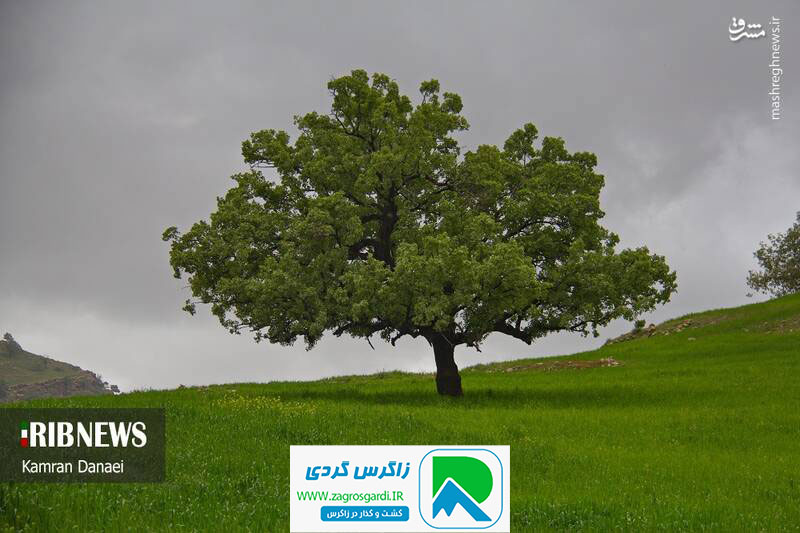 اقامتگاه بوم گردی، اقامتگاه و خونه روستایی، ویلا