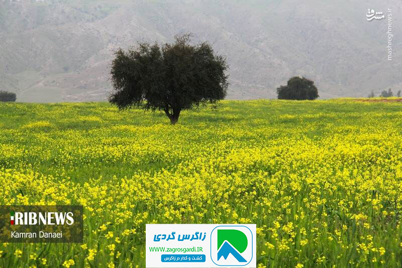 اقامتگاه بوم گردی، اقامتگاه و خونه روستایی، ویلا