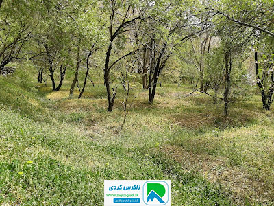 اقامتگاه بوم گردی، اقامتگاه و خونه روستایی، ویلا