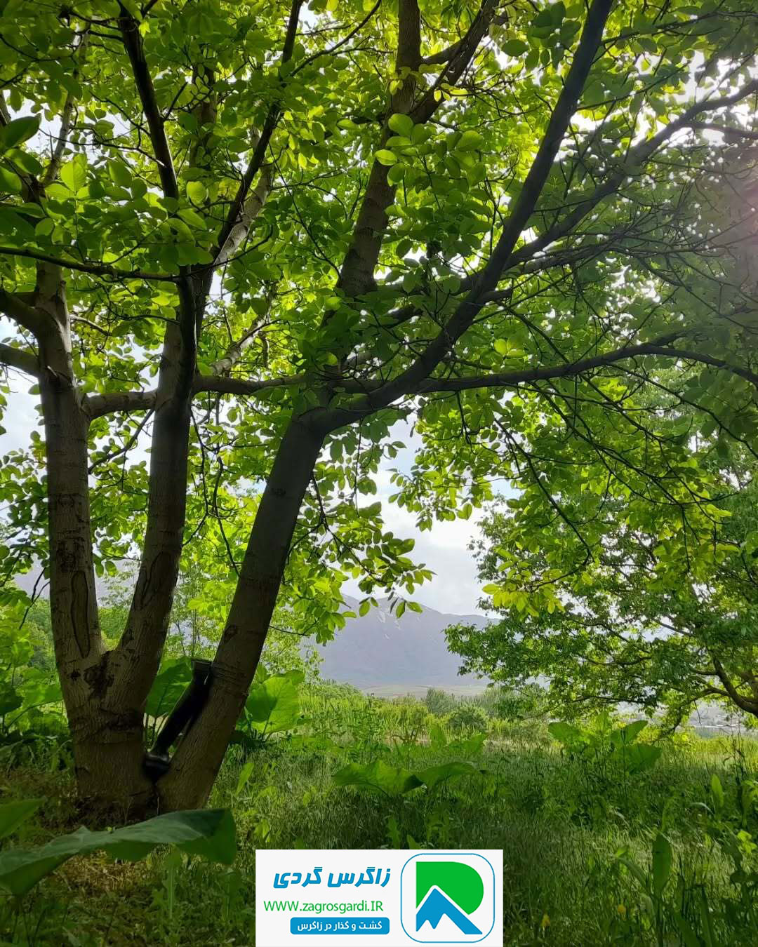 اقامتگاه بوم گردی، اقامتگاه و خونه روستایی، ویلا