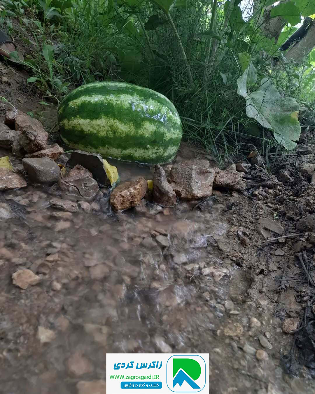 اقامتگاه بوم گردی، اقامتگاه و خونه روستایی، ویلا