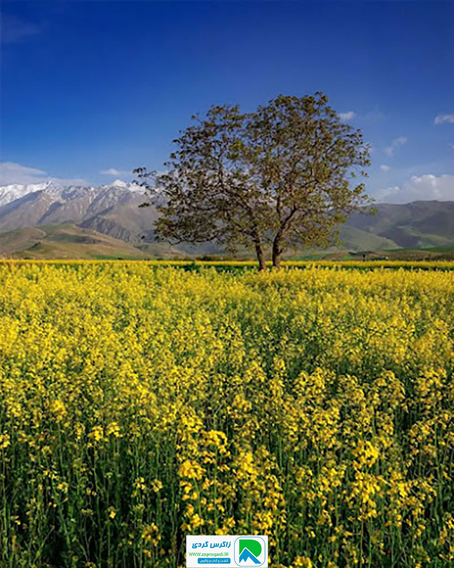 اقامتگاه بوم گردی، اقامتگاه و خونه روستایی، ویلا