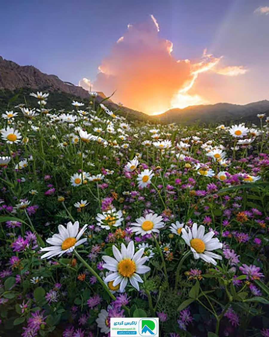 خونه روستایی کوهدشت (دره شیرز)